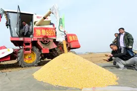 自然条件不利，河南农大“豫单9953”仍然保持高产记录图片