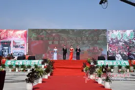 一个苹果1斤多 青岛这个地方的苹果“甜到掉牙”图片