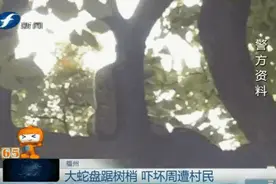 吓人！福州仓山惊现3米巨蟒 就盘在家门口树上！抓捕现场惊心动魄图片