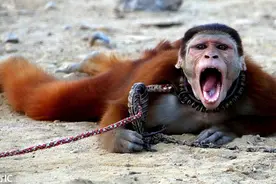 心酸！巴基斯坦猴子戴镣铐被训练卖艺图片