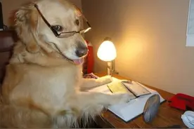 狗狗是我们最好的朋友图片