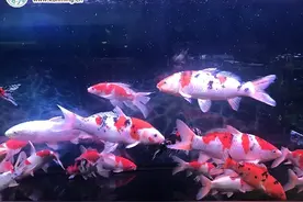 “标王”锦鲤拍出9万元引关注 行家表示昆明锦鲤消费有很大潜力图片