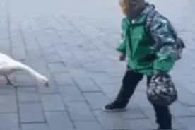 观鸟最佳时节马上就到，你该知道的都在这儿了图片