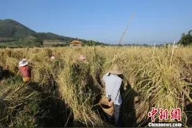 云南“超模身高”稻谷丰收 售价每公斤1000元图片