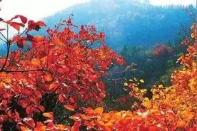 「华州旅游」游少华、访古寺、赏皮影，一日看尽华州美！图片