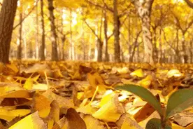 银杏黄了，北京亦庄最美的风景藏在这五个地方……图片