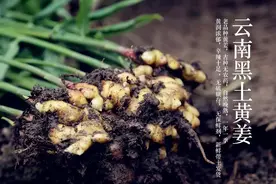 宣威普立｜老品种小黄姜，吃完这一季需要再等6年才能尝到图片