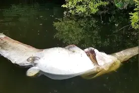 钓鱼：大鲶鱼吃小鲶鱼，结果同归于尽视频封面