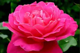 新歌 一首《生命中的过客》唱到多少人的心坎里！