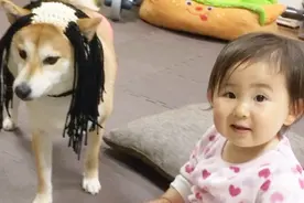 保姆柴犬带孩子，可以说是已经丝毫没有脾气了视频封面