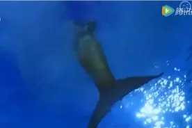 实拍美人鱼由人变鱼全过程，金色美人鱼大变身，看到就是捡到