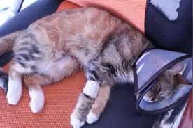 铲屎官决定给两岁母猫进行绝育，手术后的喵星人一脸懵逼