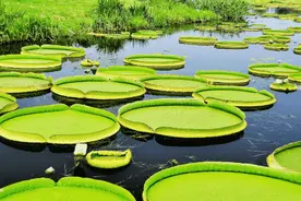 世界上最大的叶子，直径可达3米，可承受六七十公斤重而不下沉！