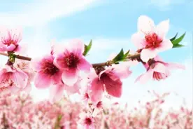 八字中的“桃花运”到底好不好？视频封面
