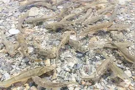 中国一个不吃鱼的地方：湖里的鱼到处都是，却没人敢去钓鱼视频封面