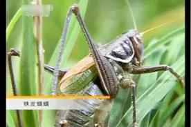 养殖科技453：蝈蝈，我国鸣虫蝈蝈的常见各类，北方的铁皮蝈蝈最佳视频封面