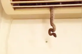 空调里面爬出一条毒蛇，难道蛇也怕热视频封面
