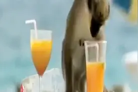 猴子喝酒喝多了是什么样？这反应简直不可思议！