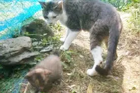 家猫遇到闯入小流浪猫 小猫这么小就不要欺负人家了视频封面