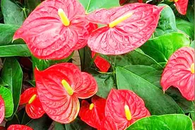 红掌水培怎么养才不会烂根？原来老花农常用这两个方法，花开不断