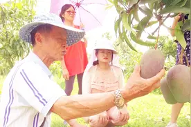 据说这是世界上最好吃的芒果品种，价格昂贵上流社会经常吃