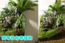 阿布教你养植物｜5分钟学会制作售价几千的植物缸视频封面
