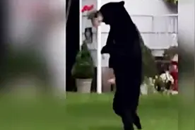 失去了一只熊掌的熊只能进化成起立行走视频封面