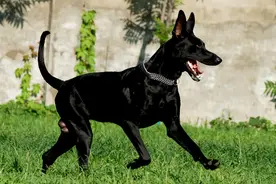 中国这血统融合了8大世界名犬的狗狗:黑狼犬完胜德牧边牧图片