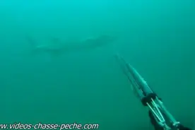 潜水射鱼时巧遇大海狼，险被咬伤！