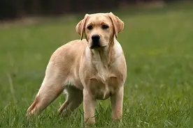 拉布拉多犬最强演技，那些让你瞬间感动的镜头！图片