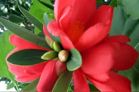 鞋子码数是几，有望事业成功爱情美满最有富贵福禄命图片