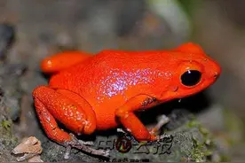 市区街头有人兜售彩色青蛙图片