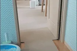 萌宠趣事第114波：去吧！妙蛙种子图片