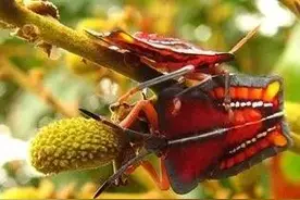 高州话点读？还记得在荔枝树上对你射尿的臭虫吗（图）图片