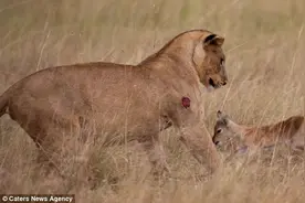 这只母狮猎杀了羚羊宝宝的妈妈后，转而竟对小羚羊做出这种事图片