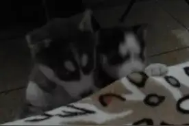 想要养哈士奇的，请务必先进来看看！图片