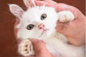 当小猫咪只有巴掌大小的时候，那是怎样的一种视觉体验图片