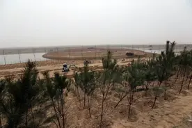 大荔县同州湖景区二期工程植树造林打告"绿色世界"图片