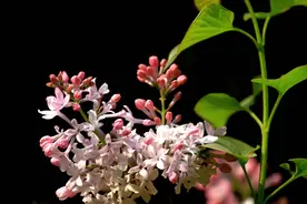 十张图告诉你郑州的春天有多美图片