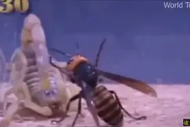 蝎子大战黄蜂，最终鹿死谁手？图片