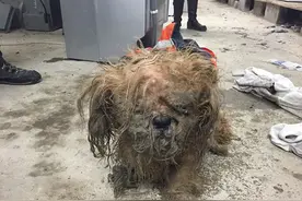 被抛弃的狗狗被绑在寒冷雨夜中，没想到第二天看到主人惊讶了！图片