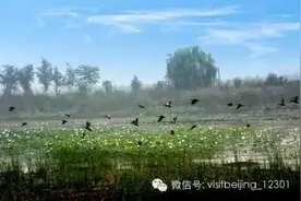北京的这些湿地公园特别美图片