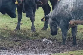 男子发现一群牛围着一堆泥土，觉得奇怪，走近一看惊呆了！图片