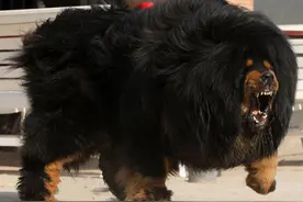 青藏高原九狗一獒中诞生的犬王，那些不为人知的秘密图片