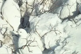 隐身高手---白尾雷鸟图片