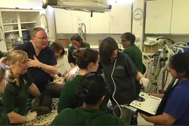 母猩猩剥腹产，在“护士”照顾下，小猩猩竟然如此可爱图片