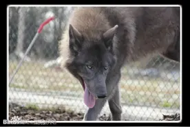 世界最珍贵数量最少的牧羊犬：蓝湾牧羊犬真心很强图片