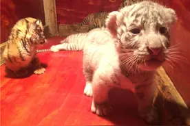 萌哭了！5只小老虎出生即遭弃养 贵阳贴心“虎爸”将它们养活图片