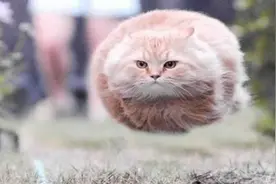 猫娘万岁!盘点动漫那些经典猫娘们图片