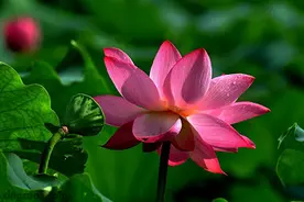 一辈子先凶后吉先穷后富的3个生肖图片